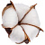 Превью для  цветок хлопка cotton, белый